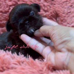 Shih Tzu Puppies from Joiful Shih Tzu