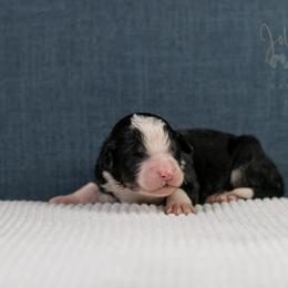 Auggie Standard Bernedoodle - Tri-color male Bernedoodle puppy in Eureka, Illinois from Joley Aire Family Dogs