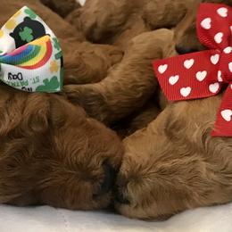 Poodle Puppies from Prissy Pants Poodles LLC