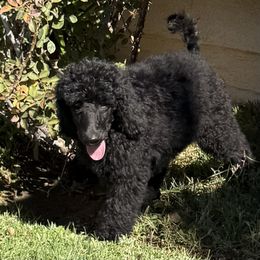 Yellow collar - Black male Poodle puppy in Hesperia, California from Whitesock Standard Poodles