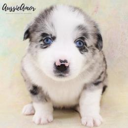 Bi Blue Merle 2 blue eyes - Blue merle male Miniature Australian Shepherd puppy in Pinehurst, Texas from Aussie Amor