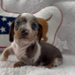 Bubbles - Dapple female Dachshund puppy in Bakersfield, California from KC Doxies