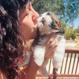 Male 1 - Red and white male Shih Tzu puppy in Paso Robles, California from Encanto Shih Tzus by Darlene Madrigal