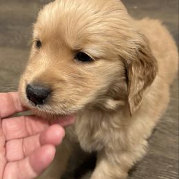 Dancer - Dark golden female Golden Retriever puppy in Seville, Ohio from Retriever Ranch