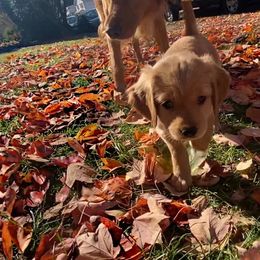Boy 2 - Golden Golden Retriever puppy in Peekskill, New York from Storm King Golden Retrievers