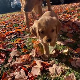 Boy 2 - Golden Golden Retriever puppy in Peekskill, New York from Storm King Golden Retrievers