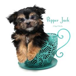 Pepper Jack - Black male Mi-Ki puppy in Elizabeth, Colorado from Royal T Mi-Kis