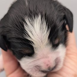 English Springer Spaniel Puppies from Karen Freitas