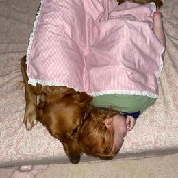 Golden Retriever All Grown Up from Golden Acres LLC