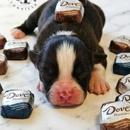 Dove - Red tri-color female Australian Shepherd puppy in Fultonville, New York from Sandy Aussies & Pomeranians
