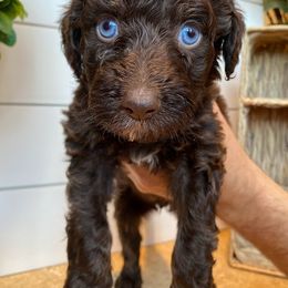 Ruby - Aussiedoodle puppy in Cleveland, Georgia from Oodle Farms