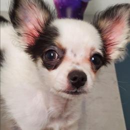 Jasper - Black and white male Chihuahua puppy in Oklahoma City, Oklahoma from Teacup Chihuahuas and Friends