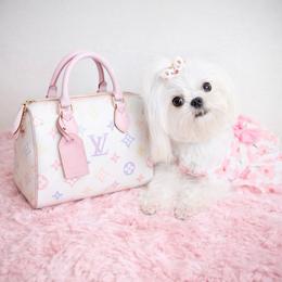MISHA - Maltese