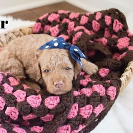 Goldendoodle Puppies from Saluda Ridge Goldendoodles