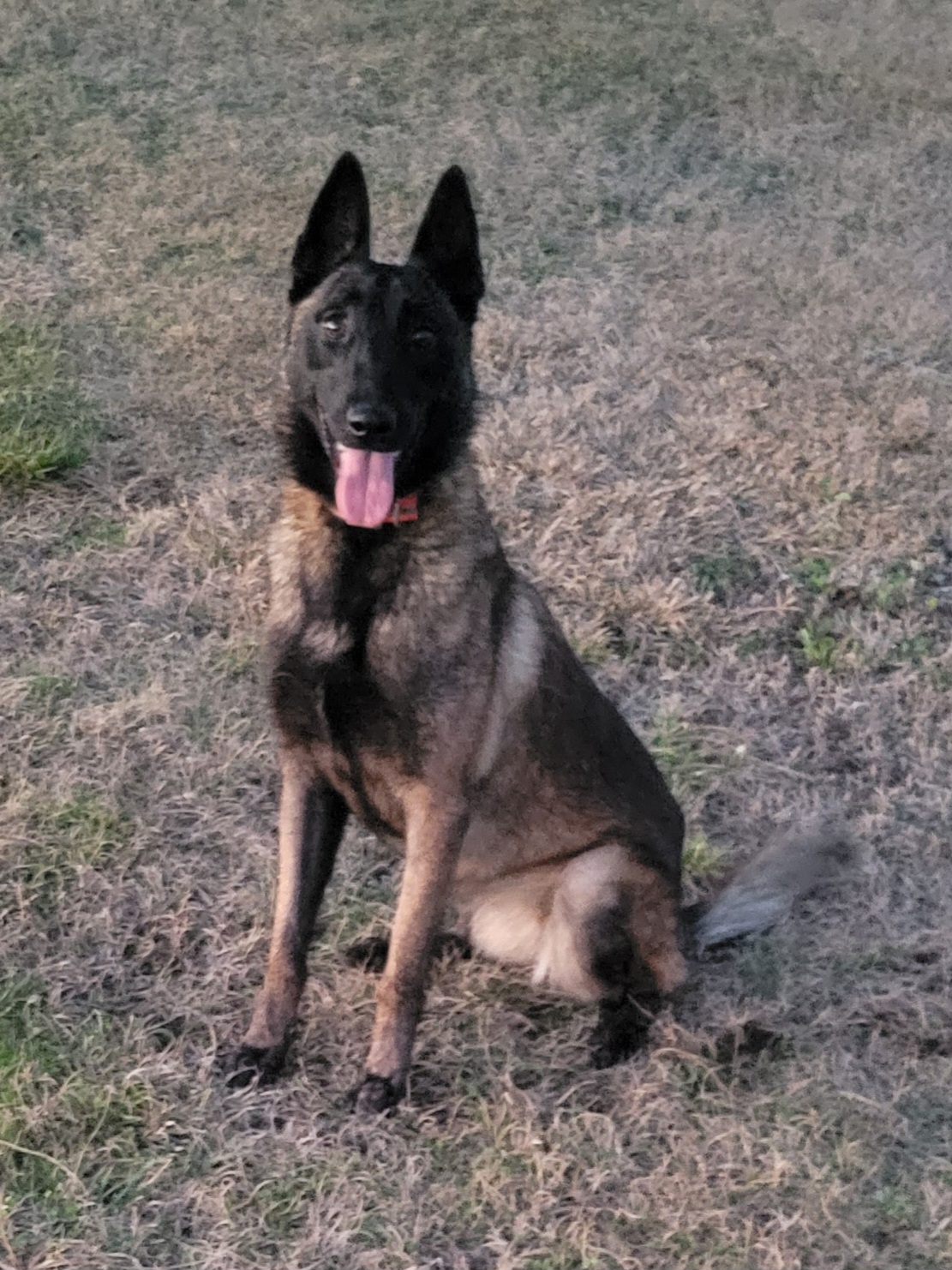 Lala - Belgian Malinois