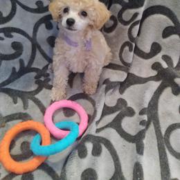 Poodle Puppies from Precious Poodle Babies