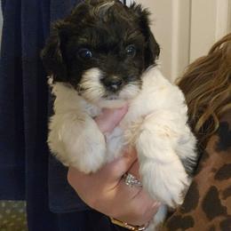 Boy 1 - Black and white male Aussiedoodle puppy in Galena, Illinois from Perry's doodles