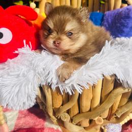 Schnitzel - Chocolate and tan male Pomeranian puppy in Buck Valley, Pennsylvania from Buck Valley Pomeranians