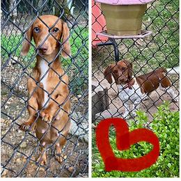 Reba - Dachshund