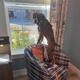 Boxer All Grown Up from Rorschach Boxers