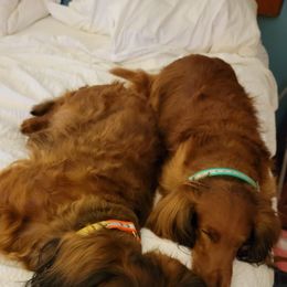 Dachshunds from Cynthia's Dachshunds