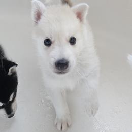Pomsky Puppies from Peoria Pomskies