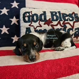 Graham smooth Black and tan pie male - Black and tan male Dachshund puppy in Herald, California from Bluegum Dachshunds
