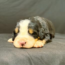 Girl 2 - Black rust and white female Bernese Mountain Dog puppy in Alabama from Dogwood Creek Bernese