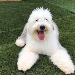 Old English Sheepdogs and Poodles from Canine Castle of Cleveland