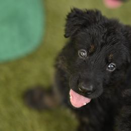 Boy 2 - German Shepherd puppy from Fox Hill Farm & K9