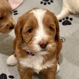 Girl 2 - Apricot female Australian Labradoodle puppy in Bend, Oregon from High Desert Labradoodles