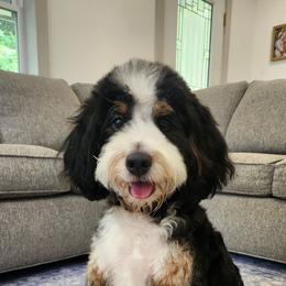 Bernedoodle puppies from Doodle Paws Pups