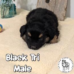Zack - Black tri male Miniature Australian Shepherd puppy in Jaroso, Colorado from Heaven Sent Aussies