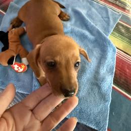 Dachshund Puppies from Lori Compoi