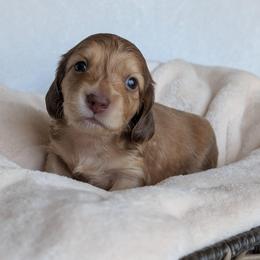 Boy 3 - Chocolate male Dachshund puppy in San Diego, California from Sweetheart Doxies LLC