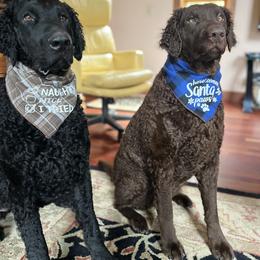 Curly-Coated Retriever All Grown Up from Tephra Curly Coated Retrievers