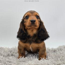 Pink Collar - Red female Dachshund puppy in Zebulon, North Carolina from Salt of the Earth Dachshunds