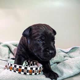 Patterdale Terrier Puppies from Moormont Kennels