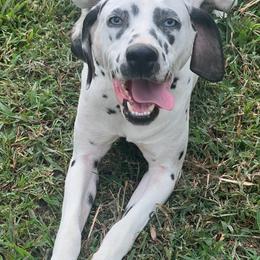Risk - Dalmatian