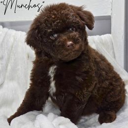 Aussiedoodle puppies from Jam's Doodles And Poodles