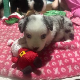 Mira - Blue merle female Miniature Australian Shepherd puppy in Interlachen, Florida from Lucky Bones Miniature Australian Shepherds
