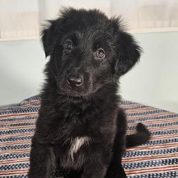 Promise (Purple) - Black female German Shepherd puppy in Columbus, Indiana from Stony Lonesome GSD