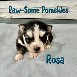 Rosa - Black and white female Pomsky puppy in Krum, Texas from Paw-Some Pomskies