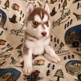AKC Winter - Red and white female Siberian Husky puppy in Cedarville, Ohio from Evereve Kennels
