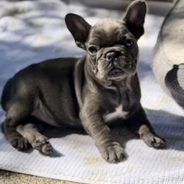 Barbe-Nicole - Blue female French Bulldog puppy in Glen Ellen, California from Frenchie’s of Glen Ellen