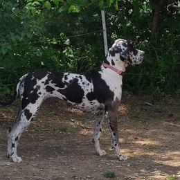 Gertrude - Great Dane