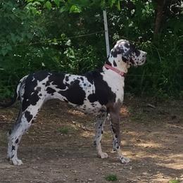 Gertrude - Great Dane