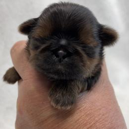 Shih Tzu Puppies from Little Miracles Shih Tzu
