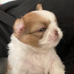 Shih Tzu Puppies from Wood Foo Breeders