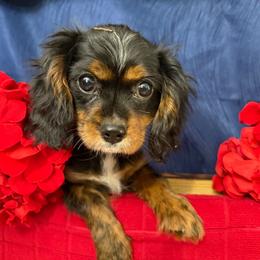 Rosie - Black and tan female Cavalier King Charles Spaniel puppy in Cleveland, Georgia from Cavalier Country Farm